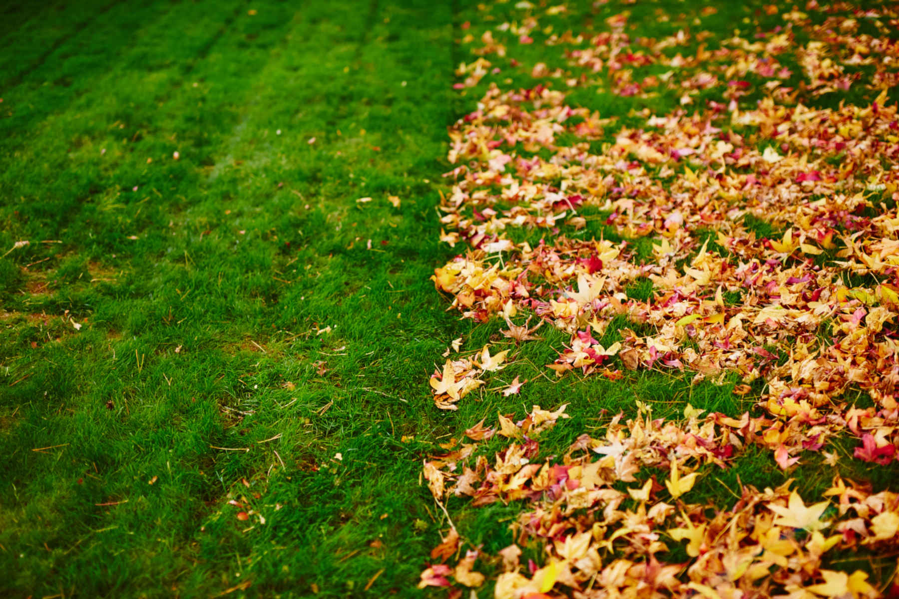 Leaf Removal in Barrington project 5